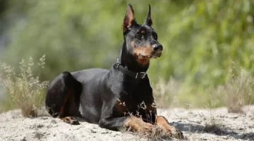 تفاصيل الإبلاغ عن الكلاب الضالة عبر الطب البيطري والبيئة